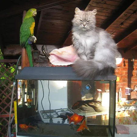 Pensiune Saltanat 41