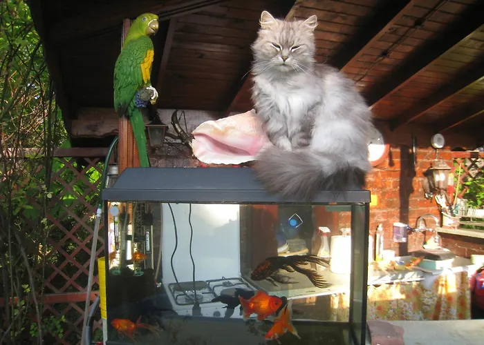 Къща за гости Saltanat 41