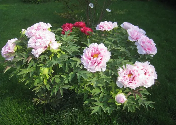 Pensiune Saltanat 41