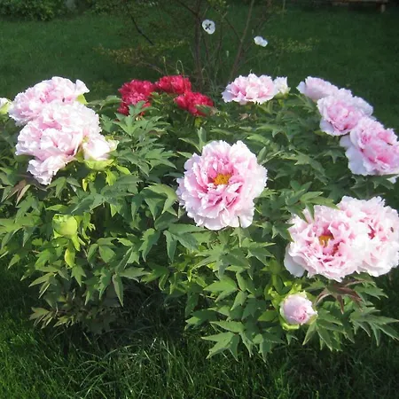 Pensión Saltanat 41